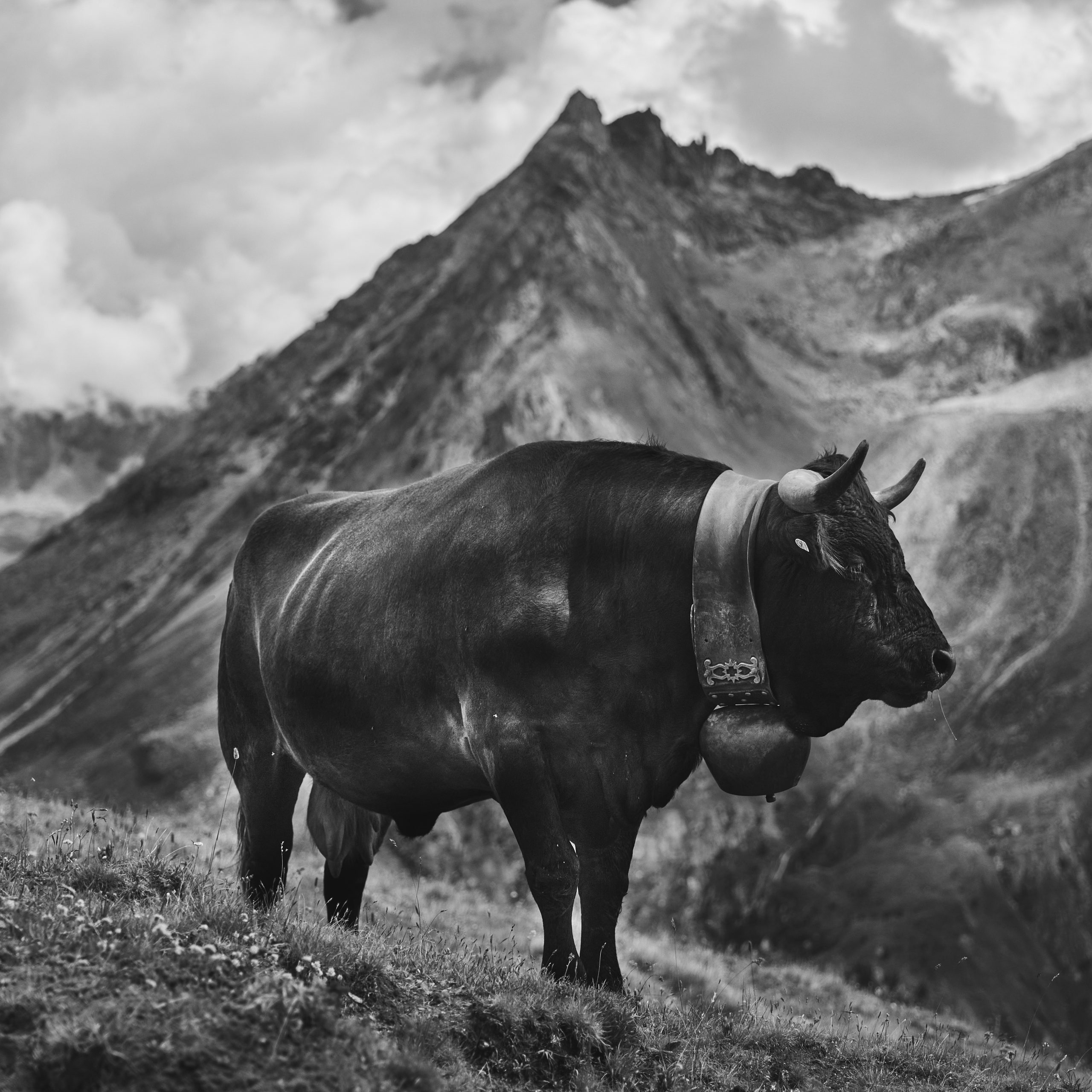 Vache de Herens, above Pra Gra